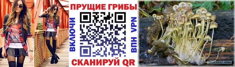 Галлюциногенные грибы Psilocybine cubensis Киселёвск